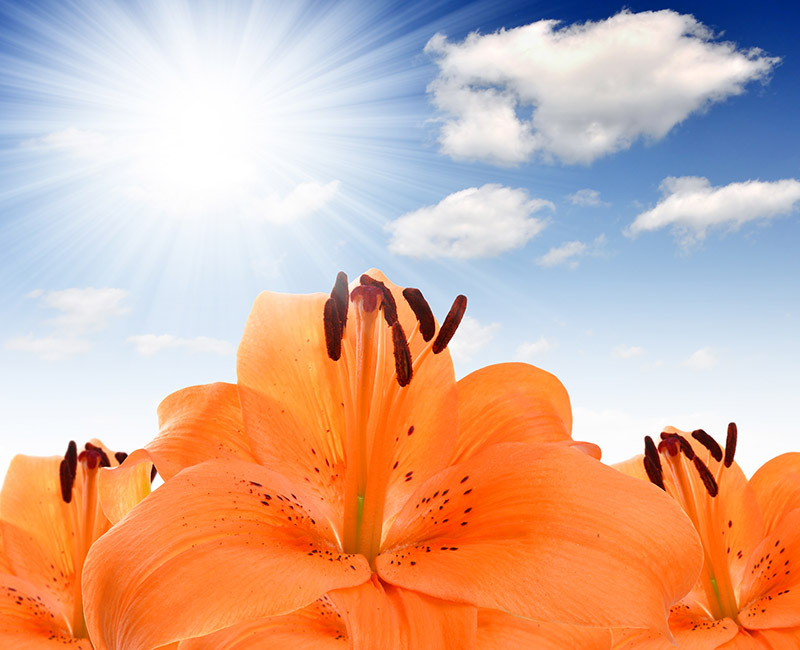 flowers flowers  / charming flowers