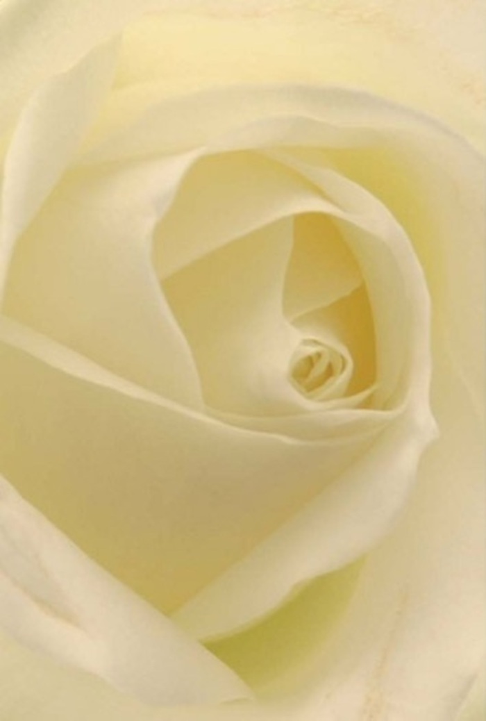 Gazing into the heart of this classic white rose, crafted by artisan hands in Parsons Green, it's easy to become absorbed by the serenity offered by the interplay of delicate layering and soft shadows. The petals, ranging from pure white to warm cream, gently ripple outward, illuminated as though by soft west London sunlight filtering through local shop windows. The entire composition speaks of sophistication and peace-an ideal bloom for meaningful occasions in the Parsons Green and Chelsea community, from elegant wedding centrepieces by the park to personal gestures of deep, sincere apology. The gentle spiral of the rose's core, almost mathematically precise, evokes a sense of hopeful purity and resilience-the kind nurtured quietly within small gardens along New King's Road. There's a clean, fresh fragrance imagined here, subtle yet ever-present, mirroring the gentle spirit that flourishes in Fulham's leafy avenues. This white rose is not just a flower but a quiet ambassador of grace, artistry, and heartfelt sentiment-always prepared with sensitivity, whether for commemorating a milestone or soothing the spirit.